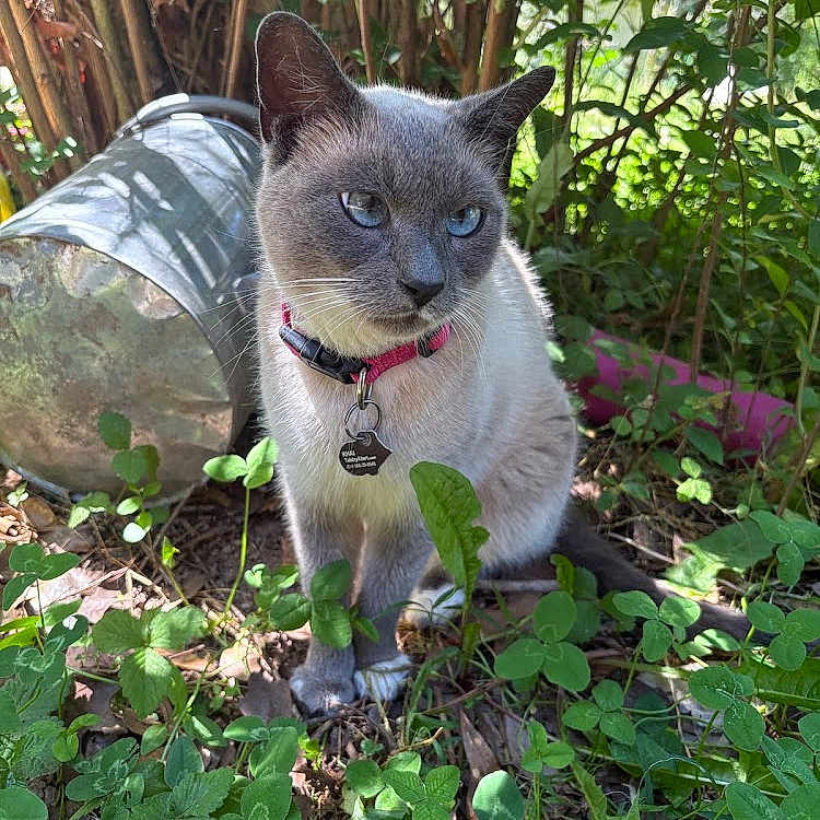 Khaija is registered to the contest to win money with this photo: animal, blue_eyes, cat, collar, feline, garden, greenery, ground, leaf, nature, outdoor, peaceful, pet, plants, quiet, shade, siamese_cat, sitting, sunlight, tag