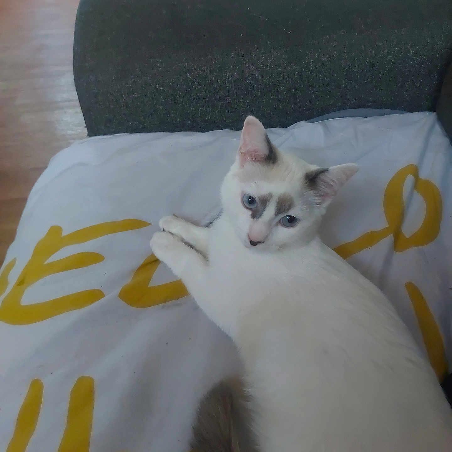 Mizouky a rejoint le concours — aidez-le/la à gagner de superbes lots ! animal, blanket, blue_eyes, cat, couch, cozy, domestic_cat, feline, floor, fur, gray_markings, home, indoor, looking_at_camera, pet, relaxed, resting, white_cat, wooden_floor, yellow_text