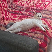 Mizouky a rejoint le concours — aidez-le/la à gagner de superbes lots ! animal, cat, comfortable, couch, cozy, cute, feline, fur, gray_tail, home, indoor, patterned_fabric, pet, pink, red, relaxed, resting, sofa, stretching, white_cat