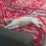animal, cat, comfortable, couch, cozy, cute, feline, fur, gray_tail, home, indoor, patterned_fabric, pet, pink, red, relaxed, resting, sofa, stretching, white_cat