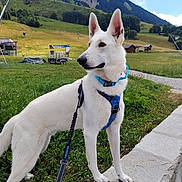Roucky participe au concours pour gagner de l'argent avec cette photo : dog, white_dog, leash, harness, mountain, grass, stone_ledge, outdoor, nature, sky, cloud, tree, field, pet, canine, animal, walking, scenery, summer, daytime