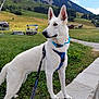 dog, white_dog, leash, harness, mountain, grass, stone_ledge, outdoor, nature, sky, cloud, tree, field, pet, canine, animal, walking, scenery, summer, daytime