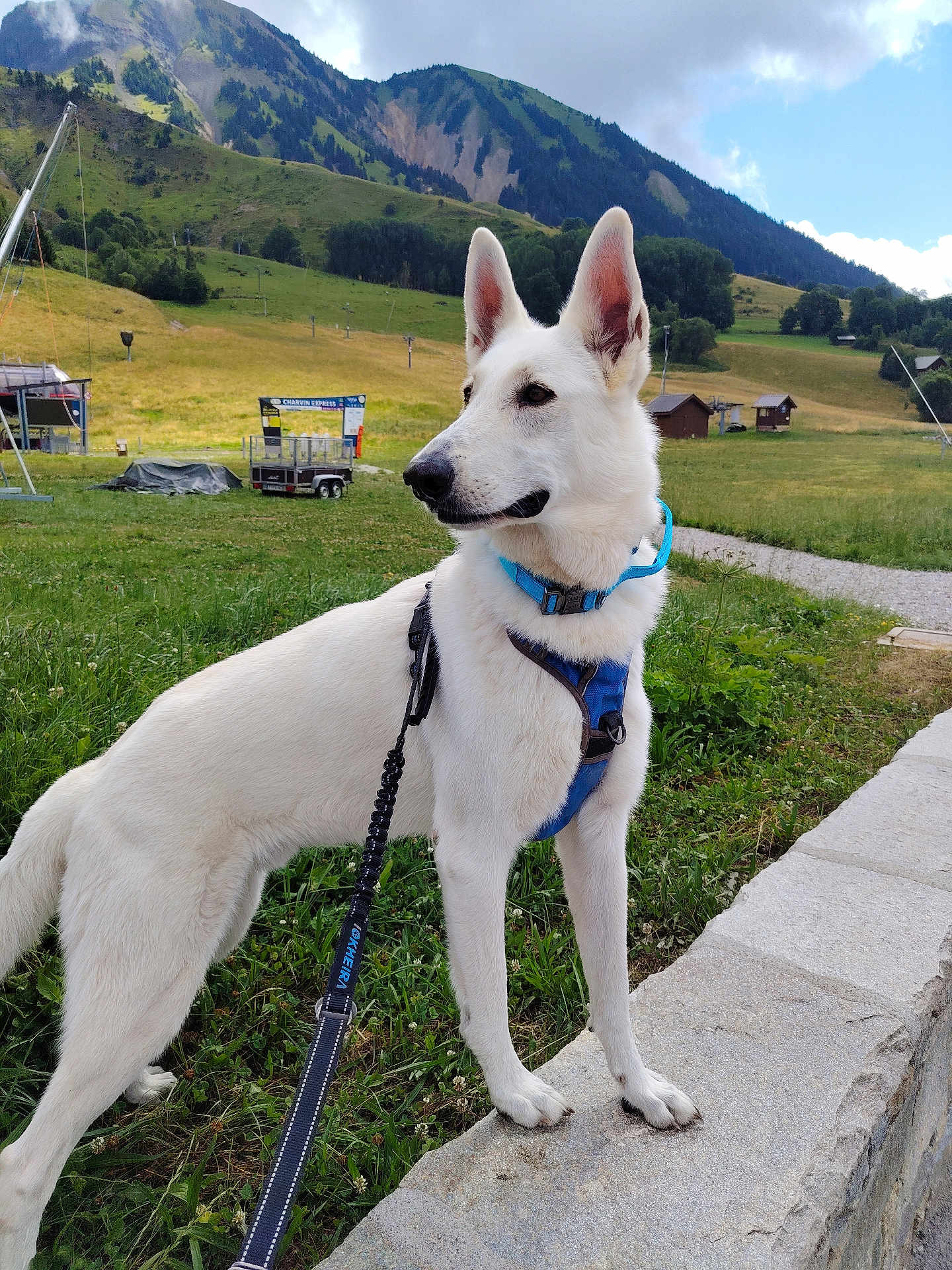 Roucky participe au concours pour gagner de l'argent avec cette photo : dog, white_dog, leash, harness, mountain, grass, stone_ledge, outdoor, nature, sky, cloud, tree, field, pet, canine, animal, walking, scenery, summer, daytime
