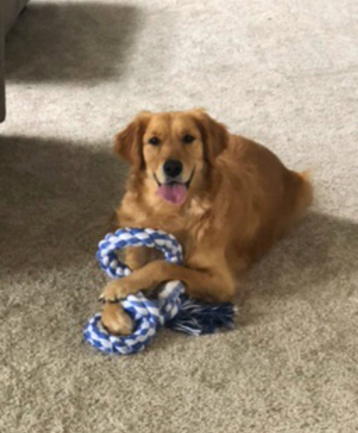 Annabel is registered to the contest to win money with this photo: canidae, carnivore, companion_dog, dog, dog_breed, dog_toy, fawn, golden_retriever, hovawart, mammal, paw, puppy, rare_breed_dog, retriever, small_greek_domestic_dog, snout, sporting_group, vertebrate