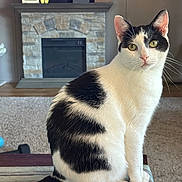 Jax joined the competition — help win amazing prizes! cat, black_and_white, sitting, indoor, feline, pet, curious, green_eyes, striped_surface, fireplace, stone, carpet, home_interior, cozy, whiskers, tail, ears, fur, relaxed, looking_at_camera