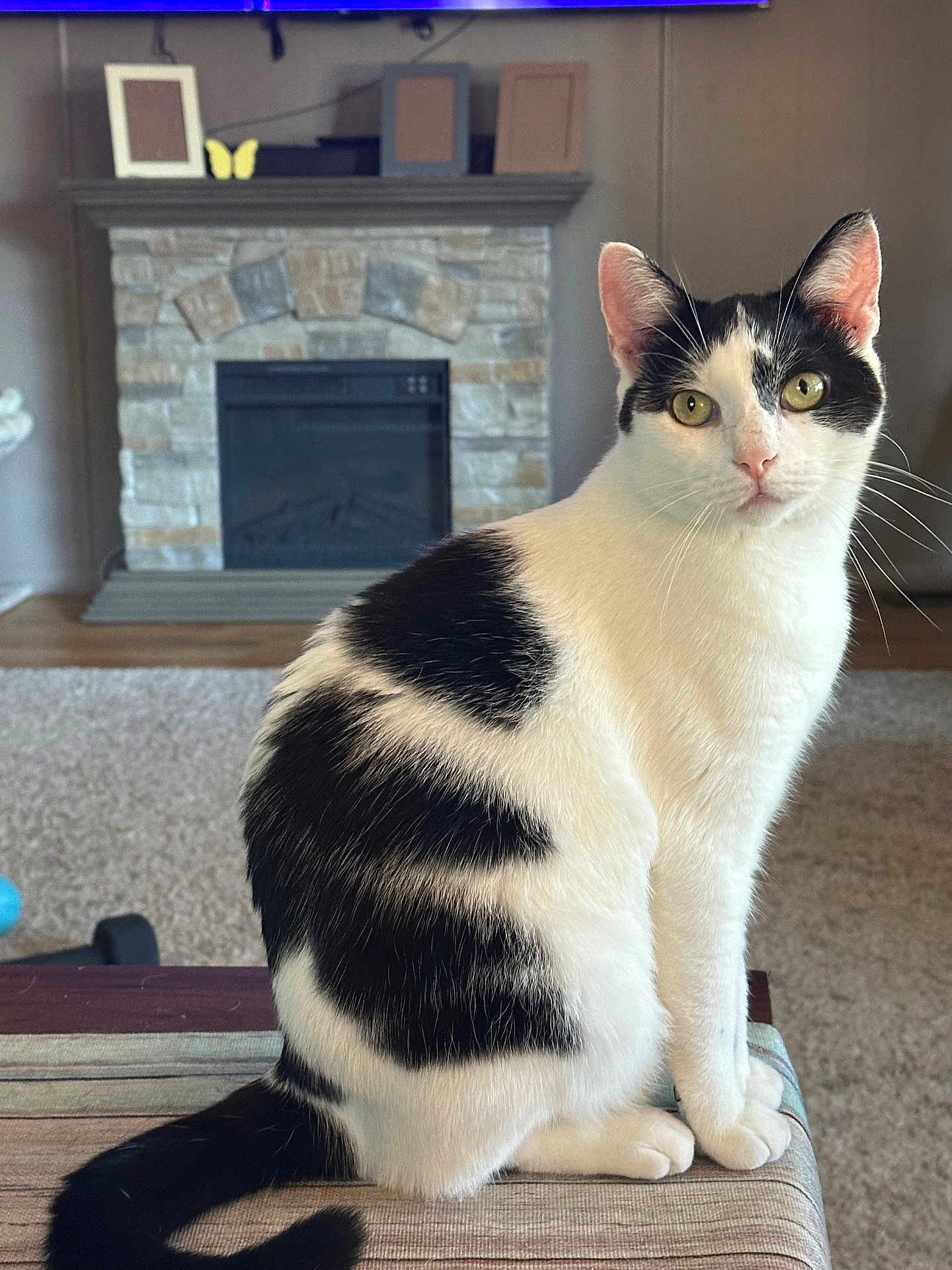Jax joined the competition — help win amazing prizes! cat, black_and_white, sitting, indoor, feline, pet, curious, green_eyes, striped_surface, fireplace, stone, carpet, home_interior, cozy, whiskers, tail, ears, fur, relaxed, looking_at_camera