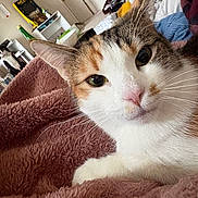 Marmalde joined the competition — help win amazing prizes! cat, calico_cat, close_up, blanket, bed, indoor, whiskers, paw, fur, portrait, cozy, pink_blanket, green_eyes, nose, lying_down, pet, home_interior, shelf, bottle, blanket_texture