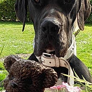 Goliath a rejoint le concours — aidez-le/la à gagner de superbes lots ! animal, background, black_dog, closeup, collar, cute, dog, flowers, garden, grass, greenery, nature, outdoor, pet, plant, portrait, summer, sunlight, teddy_bear, toy