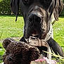 animal, background, black_dog, closeup, collar, cute, dog, flowers, garden, grass, greenery, nature, outdoor, pet, plant, portrait, summer, sunlight, teddy_bear, toy