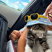 Remy is registered to the contest to win money with this photo: cat, kitten, hat, sunglasses, person, hand, car_interior, window, sky, clouds, smile, gold_teeth, bracelet, clothing, box, black_bag, feline, pet, cute, indoors