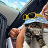 cat, kitten, hat, sunglasses, person, hand, car_interior, window, sky, clouds, smile, gold_teeth, bracelet, clothing, box, black_bag, feline, pet, cute, indoors