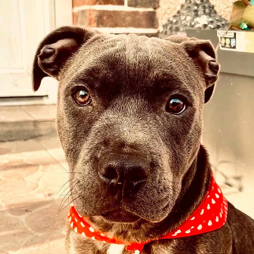 Hulky participe au concours pour gagner de l'argent avec cette photo : animal, brick_wall, brown_fur, close_up, cute, dog, ears, floor, looking_at_camera, nose, outdoor, pet, plant, portrait, potted_plant, puppy, red_bandana, sitting, sunlight, whiskers