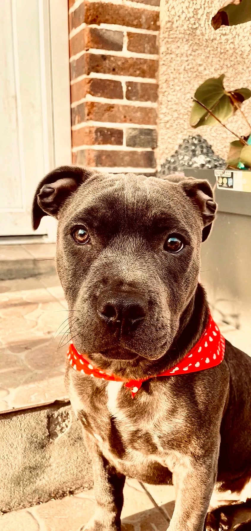 Hulky participe au concours pour gagner de l'argent avec cette photo : dog, puppy, red_bandana, outdoor, brick_wall, plant, potted_plant, close_up, brown_fur, pet, animal, cute, portrait, sitting, looking_at_camera, sunlight, ears, nose, whiskers, floor