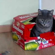 Gribouille a rejoint le concours — aidez-le/la à gagner de superbes lots ! cat, grey_cat, cardboard_box, red_box, beverage_pack, pet, indoor, wooden_floor, wall, sitting, ears, whiskers, feline, box_play, container, cute, portrait, closeup, flooring, domestic_animal