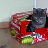 beverage_pack, box_play, cardboard_box, cat, closeup, container, cute, domestic_animal, ears, feline, flooring, grey_cat, indoor, pet, portrait, red_box, sitting, wall, whiskers, wooden_floor