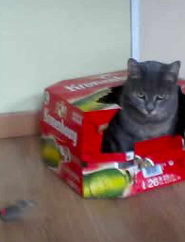 Gribouille a rejoint le concours — aidez-le/la à gagner de superbes lots ! cat, grey_cat, cardboard_box, red_box, beverage_pack, pet, indoor, wooden_floor, wall, sitting, ears, whiskers, feline, box_play, container, cute, portrait, closeup, flooring, domestic_animal