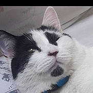 Djesel participe au concours pour gagner de l'argent avec cette photo : animal, black_and_white, black_patch, cat, close_up, collar, cute, domestic, face, feline, fur, indoor, lying_down, pet, portrait, relaxed, resting, sleepy, whiskers, white_fur