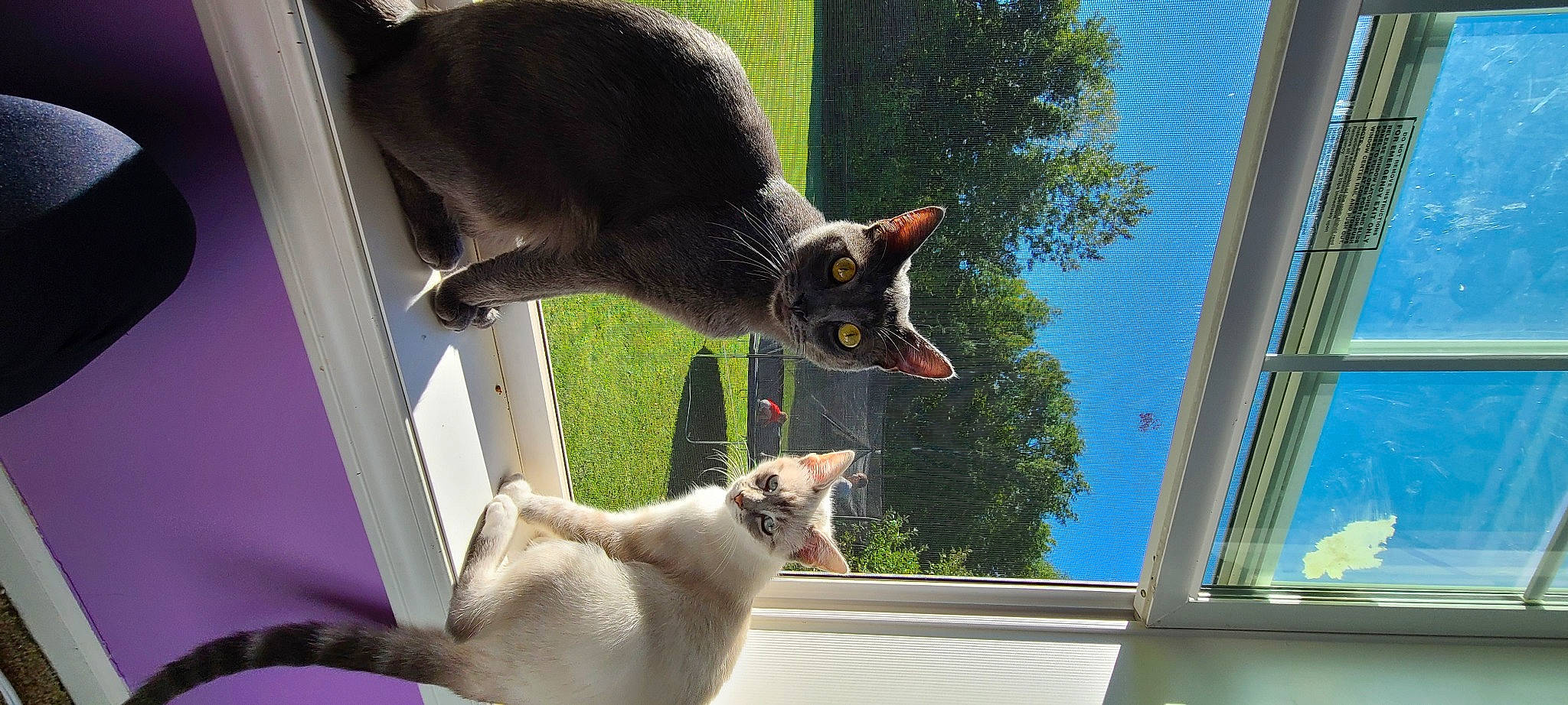 Yeti joined the competition — help win amazing prizes! carnivore, cat, collar, fawn, felidae, food, grass, green, mammal, organism, siamese, small_to_medium_sized_cats, snapshot, snout, tail, tree, vertebrate, whiskers, wildlife, window