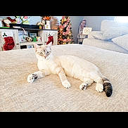 Yeti joined the competition — help win amazing prizes! bed, cat, christmas_tree, couch, cozy, festive, floor, furniture, holiday_decor, home_decor, indoor, light_fur, living_room, ornaments, pet, pillow, relaxed, stockings, table, window