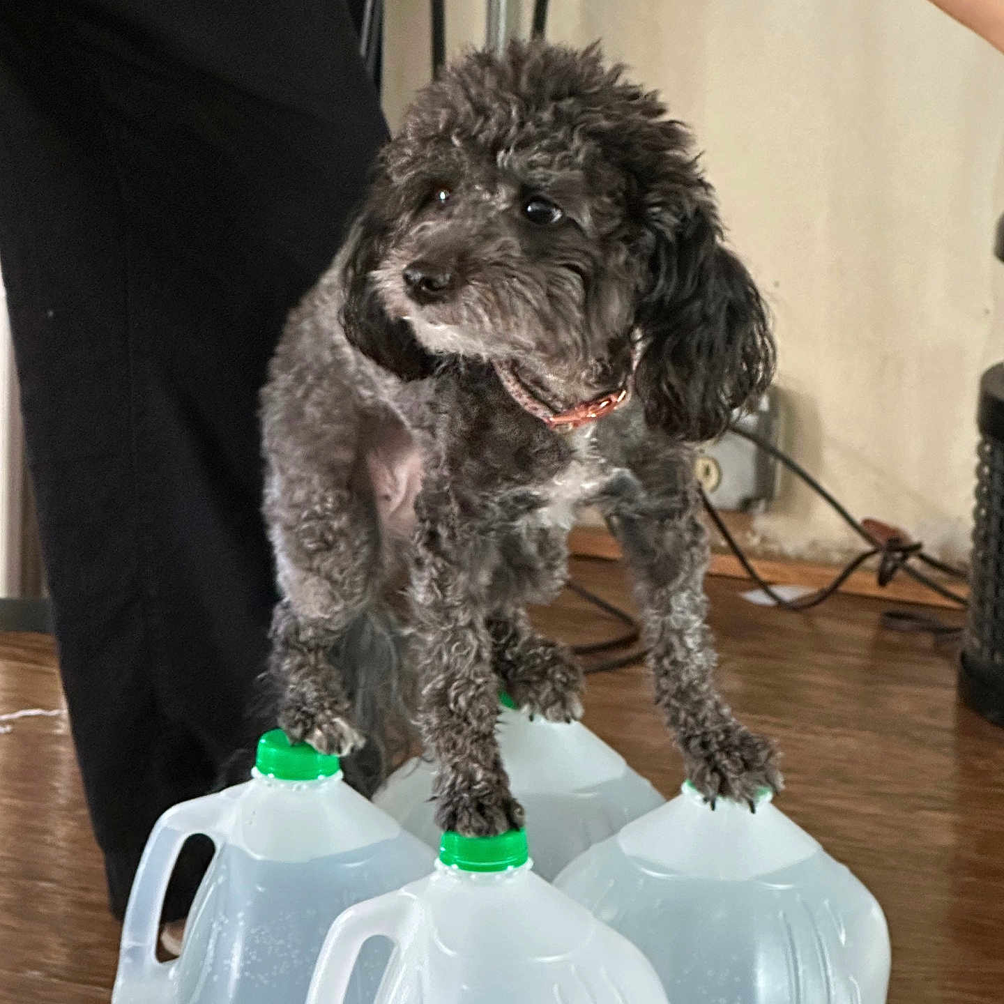 Sasha is registered to the contest to win money with this photo: animal, background, balancing, collar, container, cord, curious, dog, domestic, floor, furry, gray, household, human_arm, human_leg, indoor, pet, plastic, water_jug, wooden_floor