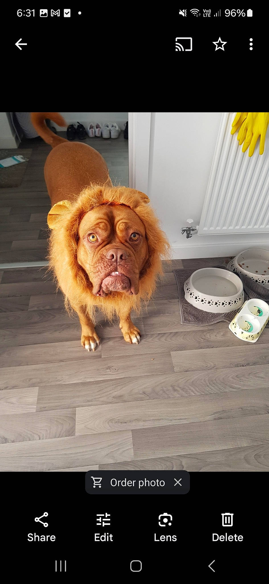 Shai joined the competition — help win amazing prizes! ancient_dog_breeds, canidae, carnivore, companion_dog, dog, dog_breed, fawn, flooring, fur, handwriting, hardwood, liver, paw, photo_caption, snout, sporting_group, terrestrial_animal, wood, working_animal