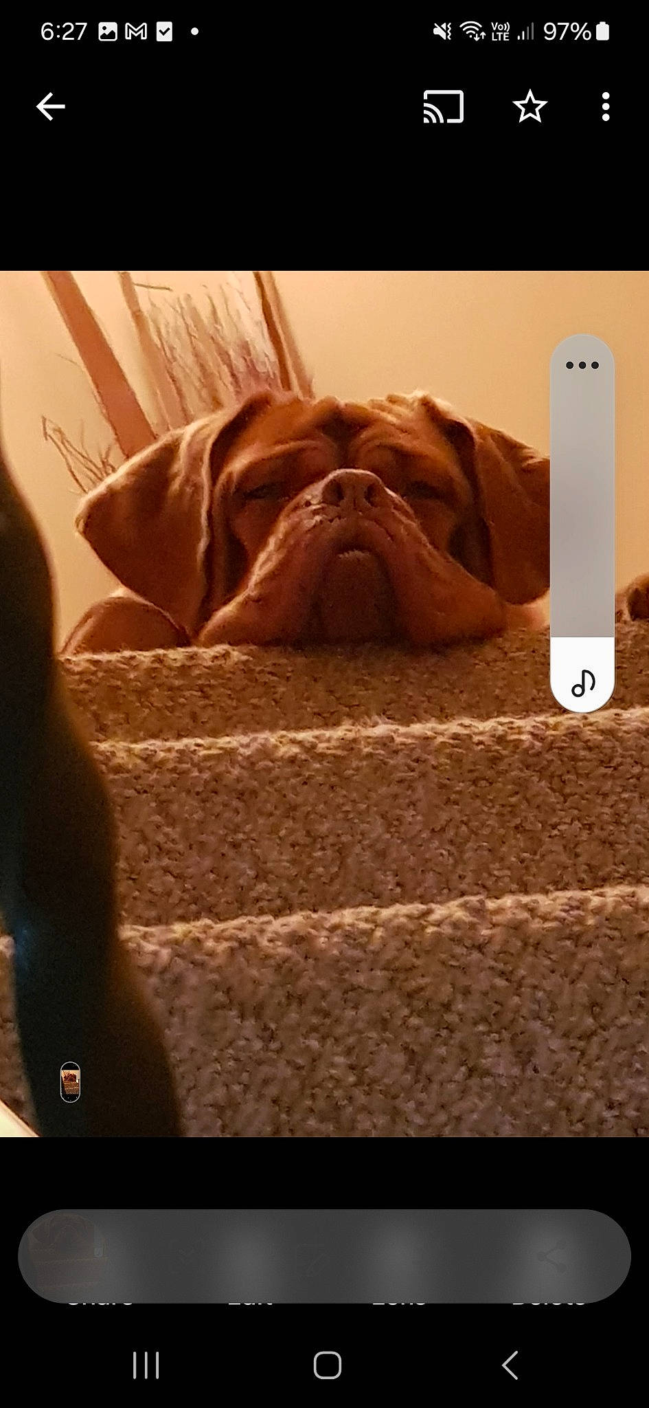 Shai is registered to the contest to win money with this photo: art, canidae, carnivore, comfort, companion_dog, dog, dog_breed, fawn, font, liver, nose, photo_caption, screenshot, sculpture, snout, sporting_group, terrestrial_animal, wood, working_animal, wrinkle