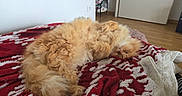 Fluffy a rejoint le concours — aidez-le/la à gagner de superbes lots ! animal, bedroom, blanket, cat, comfort, cozy, cute, feline, fluffy, fur, home, indoor, orange_cat, pet, red_blanket, relaxed, resting, sleeping, white_pattern, wooden_floor
