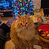 Fluffy participe au concours pour gagner de l'argent avec cette photo : animal, bowl, cat, christmas_tree, cozy, feline, festive, fluffy, food, fruit, glass, holiday_lights, home_decor, indoor, living_room, orange_cat, packaging, pet, table, whiskers