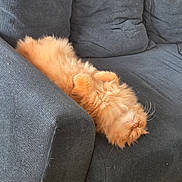 Fluffy a rejoint le concours — aidez-le/la à gagner de superbes lots ! adorable, animal, cat, couch, cozy, cute, domestic_cat, fluffy, fur, furniture, home, indoor, lazy, orange_cat, paw, pet, relaxed, resting, sleeping, whiskers