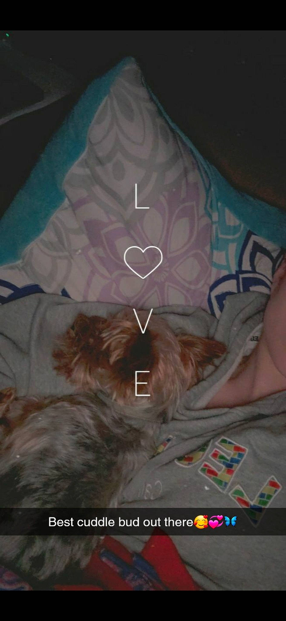 Charlie is registered to the contest to win money with this photo: bed, bed_sheet, bedding, bedroom, comfort, darkness, electric_blue, fashion_accessory, felidae, fictional_character, font, fur, linens, organism, pattern, room, symmetry, t_shirt, textile, wing