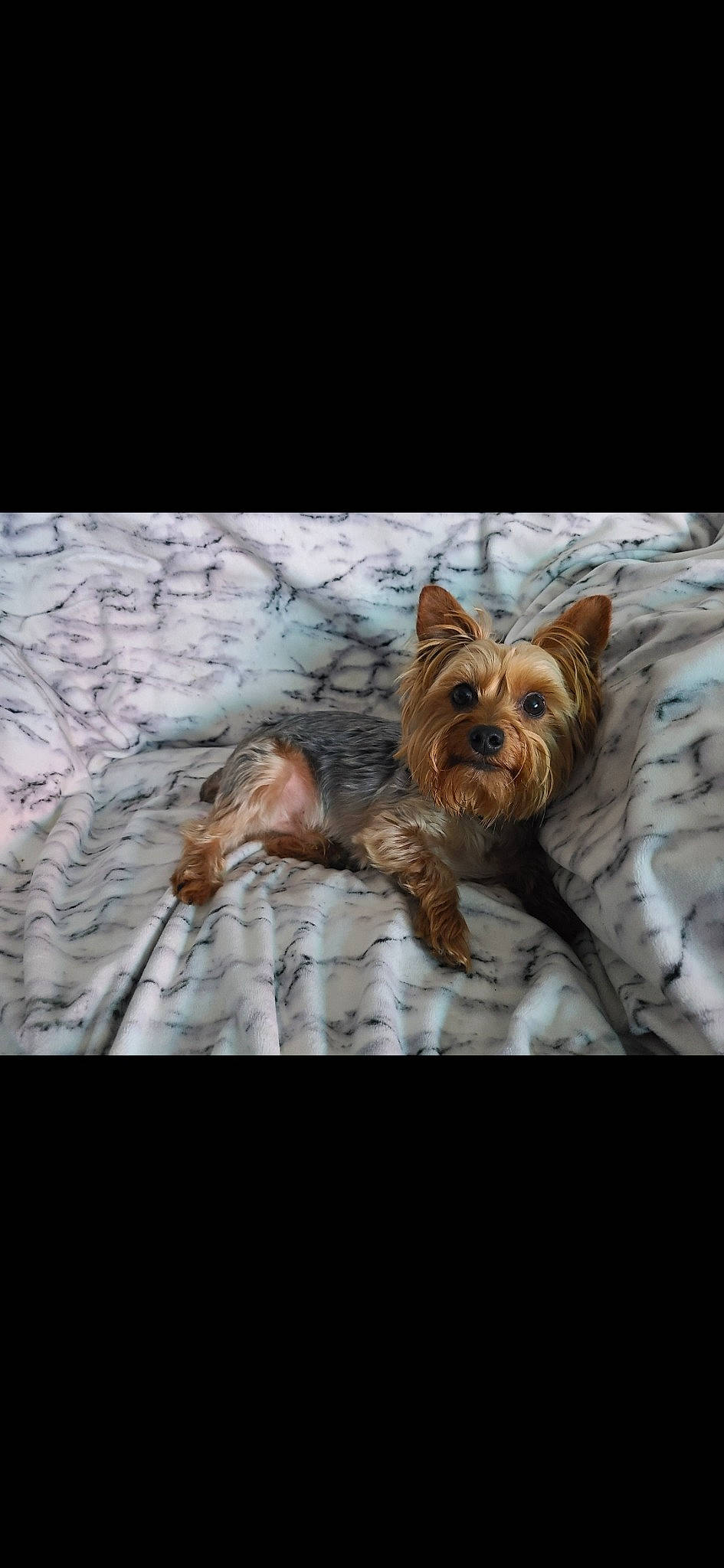 Charlie joined the competition — help win amazing prizes! canidae, carnivore, companion_dog, dog, dog_breed, dog_supply, fawn, fur, liver, non_sporting_group, organism, small_terrier, snout, sporting_group, terrier, toy_dog, wood, working_animal, yorkshire_terrier