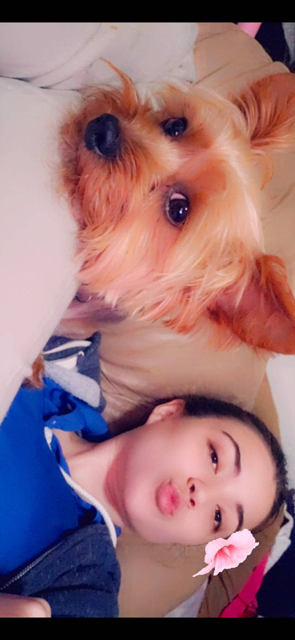 Charlie is registered to the contest to win money with this photo: carnivore, cheek, child, companion_dog, dog, dog_breed, dog_supply, eye, eyebrow, eyelash, fawn, firefighter, fur, head, iris, nose, skin, snout, toy_dog, working_animal