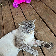 Bash is registered to the contest to win money with this photo: cat, blue_eyes, wooden_deck, toy_stroller, pink, purple, relaxed, fur, animal, pet, outdoor, daylight, close_up, whiskers, paws, striped_fur, tabby, resting, nature, domestic_cat