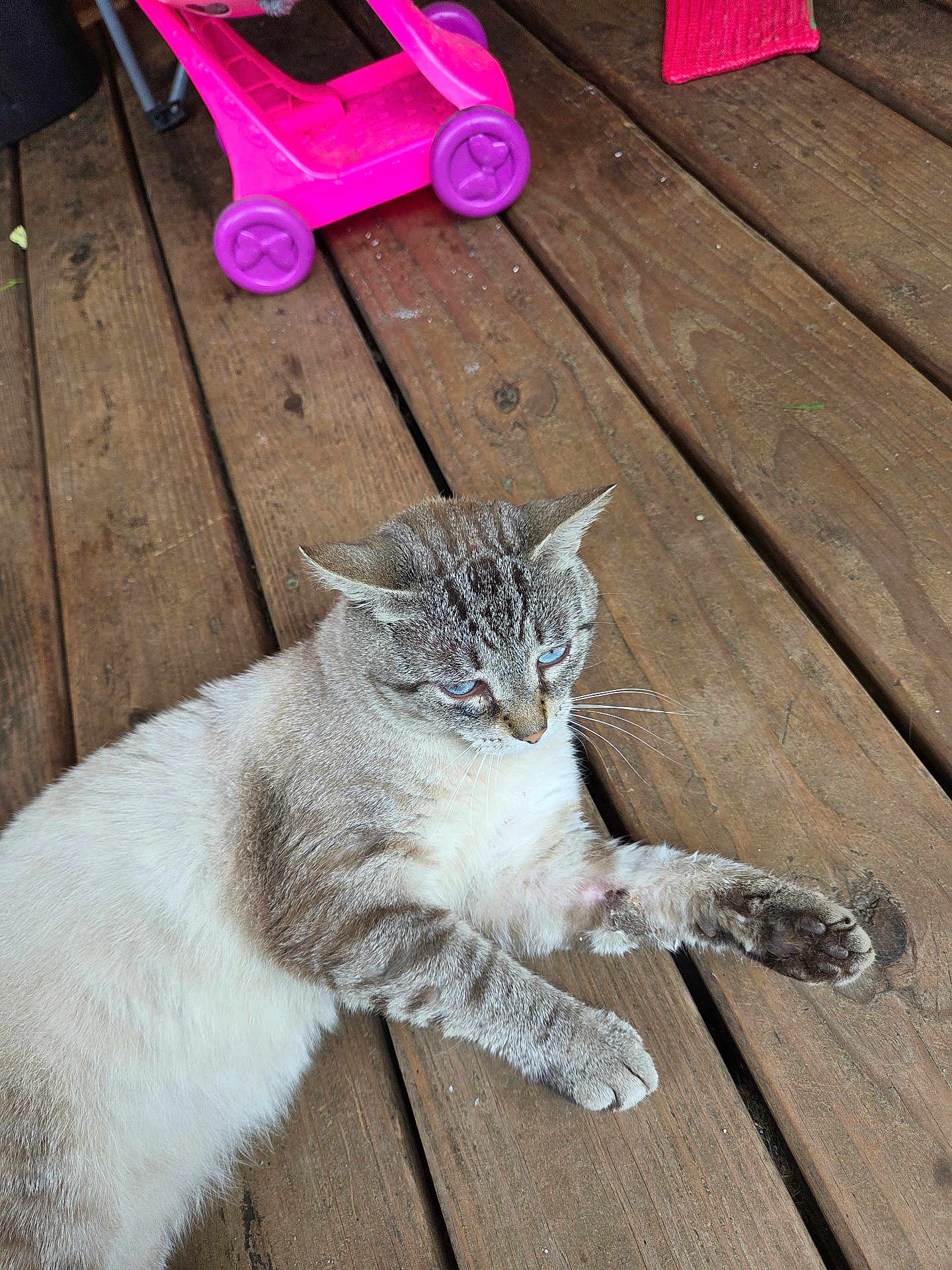 Bash is registered to the contest to win money with this photo: cat, blue_eyes, wooden_deck, toy_stroller, pink, purple, relaxed, fur, animal, pet, outdoor, daylight, close_up, whiskers, paws, striped_fur, tabby, resting, nature, domestic_cat