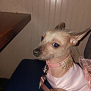 Bubbles is registered to the contest to win money with this photo: dog, small_dog, pet, pink_dress, satin, collar, jewelry, costume, dressed_up, wide_eyed, portrait, indoors, wood_paneling, table, seated, leash, pink, flash_photography, animal, fashion