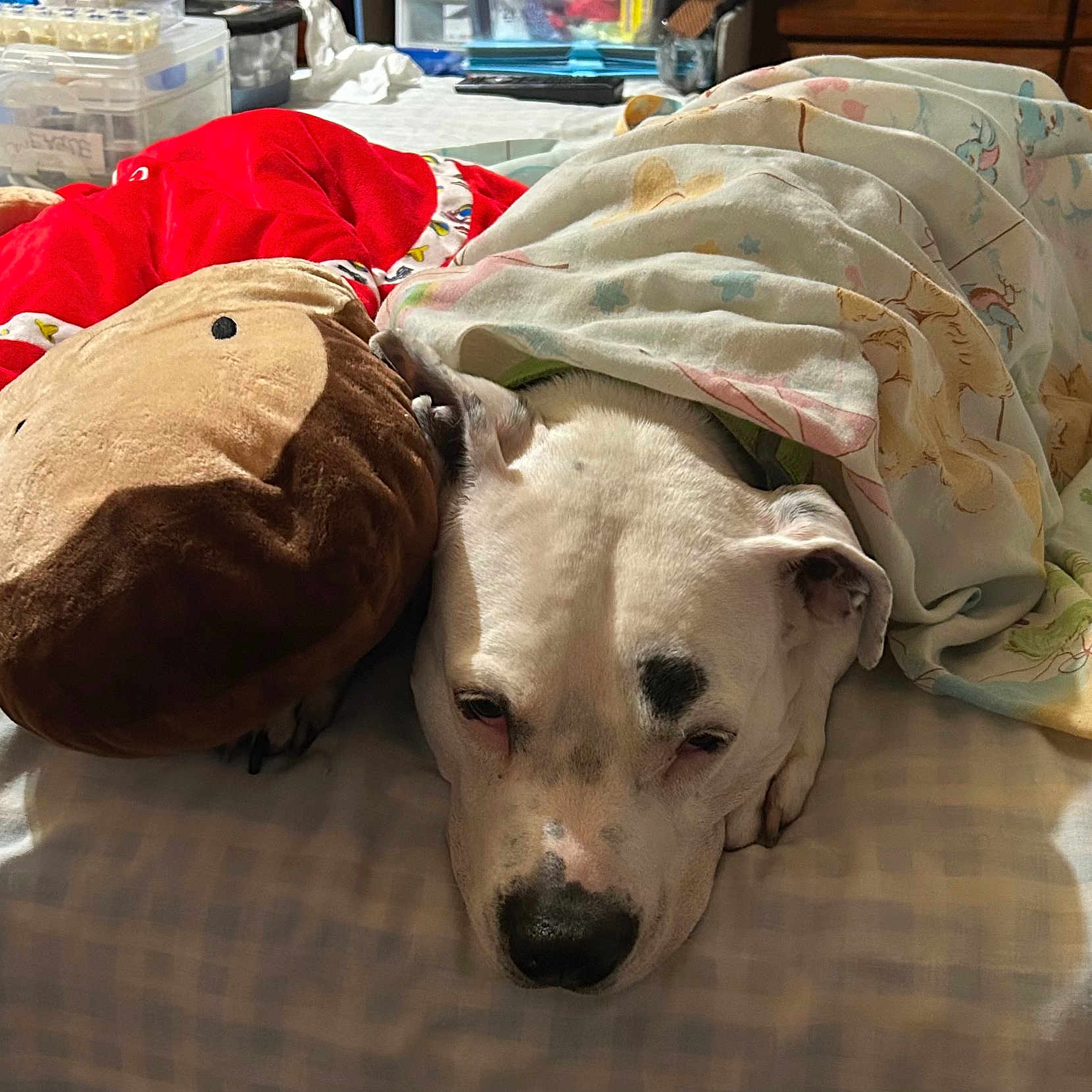 Koney Bear is registered to the contest to win money with this photo: animal, bed, bedroom, blanket, comfort, cozy, dog, domestic, fur, indoor, monkey_toy, patterned_blanket, paw, plush_toy, relaxation, resting, sleepy, snuggling, soft_toy, white_dog