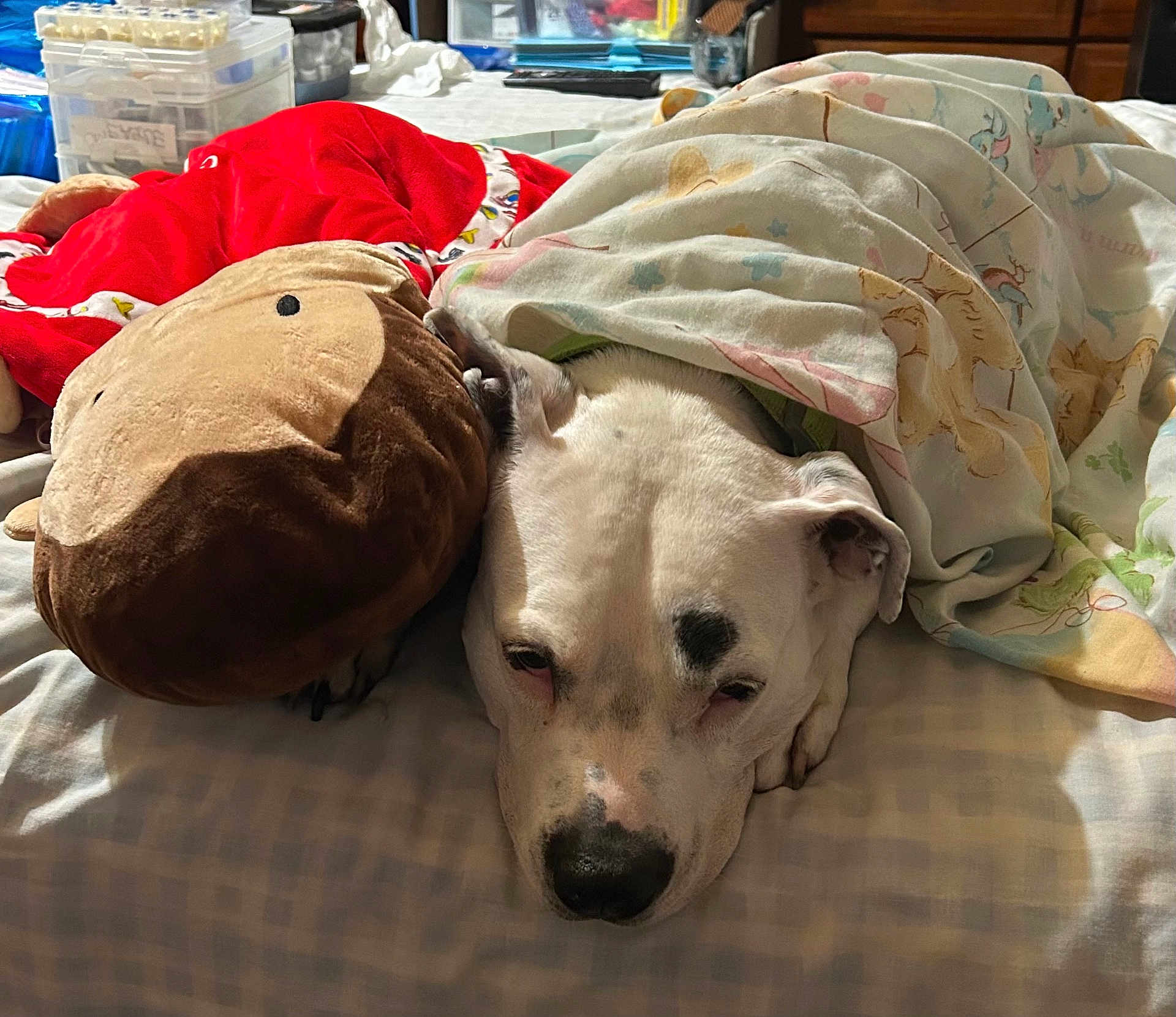 Koney Bear is registered to the contest to win money with this photo: dog, blanket, bed, plush_toy, monkey_toy, white_dog, resting, indoor, comfort, sleepy, fur, snuggling, cozy, animal, paw, bedroom, soft_toy, patterned_blanket, domestic, relaxation