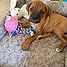 puppy, dog, brown_dog, pet, animal, floppy_ears, wide_eyes, lying_down, dog_bed, plush_toy, rope_toy, pink_toy, stuffed_animal, indoor, home, floor, cozy, playful, portrait, photography