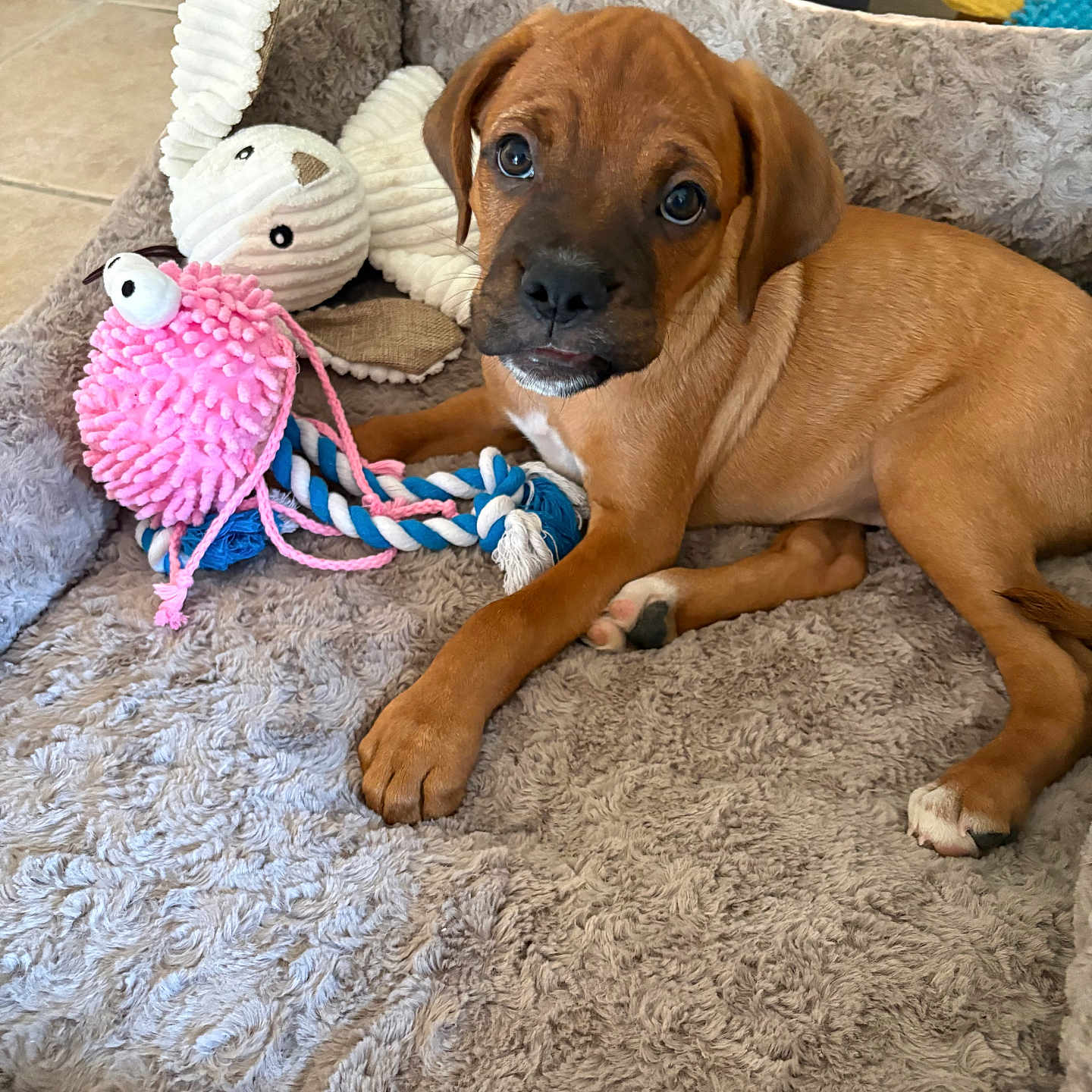 Blake participe au concours pour gagner de l'argent avec cette photo : puppy, dog, brown_dog, pet, animal, floppy_ears, wide_eyes, lying_down, dog_bed, plush_toy, rope_toy, pink_toy, stuffed_animal, indoor, home, floor, cozy, playful, portrait, photography