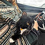 Percy joined the competition — help win amazing prizes! cat, person, car_interior, steering_wheel, sweater, seatbelt, black_cat, white_paws, yellow_collar, window, cloudy_sky, hand, fingernails, knitting_pattern, seat, pet, companion, resting, travel, indoors
