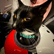 Percy is registered to the contest to win money with this photo: cat, black_and_white, yellow_eyes, close_up, pet_carrier, helmet, red, white, black, whiskers, indoor, fabric, pink, blurred_background, animal, feline, domestic_cat, face, curious, container