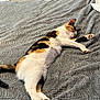 cat, calico, bed, bedspread, sleeping, resting, indoor, pet, animal, feline, cozy, relaxed, fur, whiskers, paw, tail, texture, comfort, home, domestic