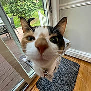 Lily joined the competition — help win amazing prizes! cat, close_up, indoor, door, glass_door, garden, wood_floor, mat, curious, pet, whiskers, collar, bell, animal, feline, ears, nose, face, house, window