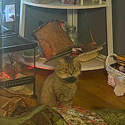 Daisy is registered to the contest to win money with this photo: cat, indoor, wooden_floor, sitting, terrarrium, basket, shelf, decor, clutter, pet, animal, furniture, home, collar, curious, brown_cat, domestic, furry, quiet, room