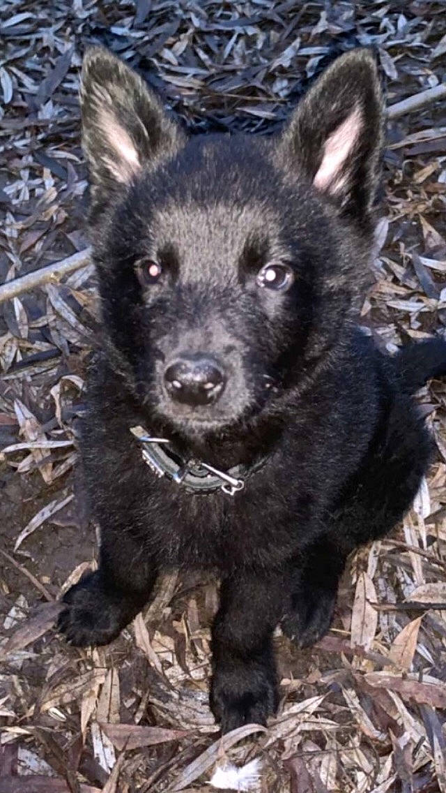 Phantôme a rejoint le concours — aidez-le/la à gagner de superbes lots ! black_norwegian_elkhound, bohemian_shepherd, canidae, carnivore, dog, dog_breed, kai_ken, mammal, mudi, norwegian_elkhound, rare_breed_dog, schipperke, vertebrate