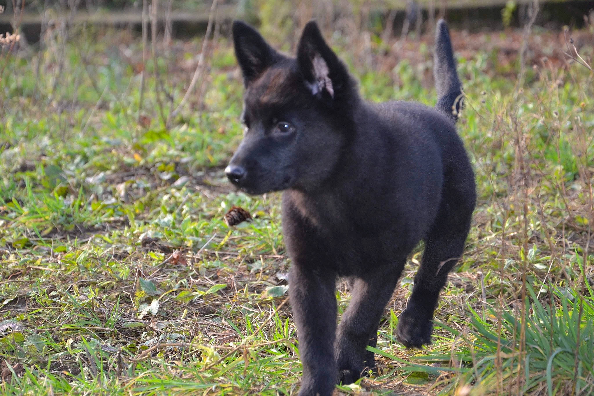 Phantôme a rejoint le concours — aidez-le/la à gagner de superbes lots ! black_norwegian_elkhound, canidae, carnivore, dog, dog_breed, kai_ken, mammal, rare_breed_dog, schipperke, sporting_group, vertebrate, wolfdog