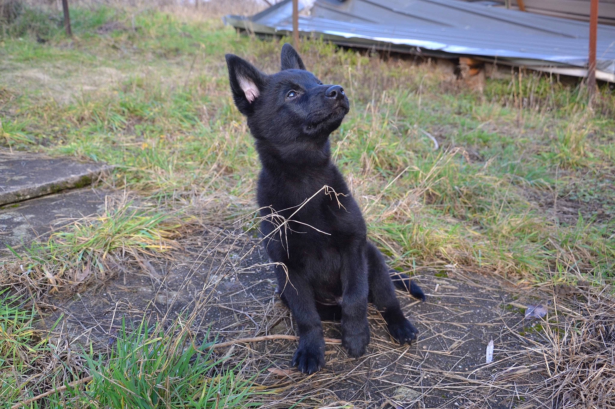 Phantôme participe au concours pour gagner de l'argent avec cette photo : black_cat, canidae, carnivore, cat, dog, dog_breed, dutch_shepherd_dog, felidae, mammal, plant, small_to_medium_sized_cats, vertebrate