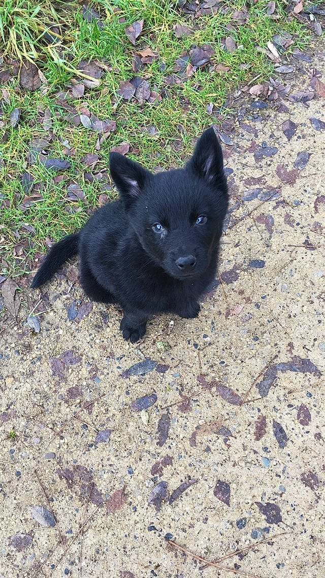 Phantôme a rejoint le concours — aidez-le/la à gagner de superbes lots ! black_norwegian_elkhound, canidae, carnivore, dog, dog_breed, mammal, non_sporting_group, schipperke, vertebrate