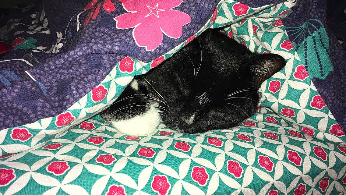 Deewey participe au concours pour gagner de l'argent avec cette photo : asian, bed, bed_sheet, black, black_cat, carnivore, cat, domestic_short_haired_cat, felidae, fur, kitten, linens, nap, pattern, plant, quilt, small_to_medium_sized_cats, tail, textile, whiskers