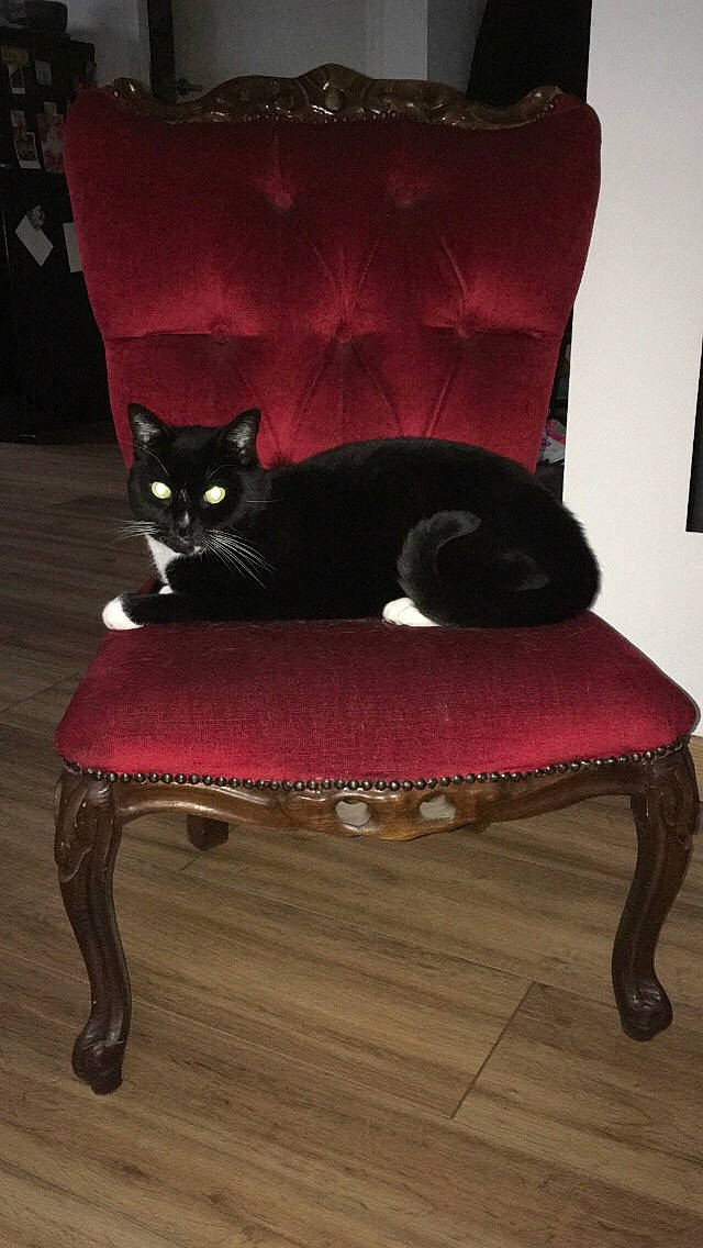 Deewey a rejoint le concours — aidez-le/la à gagner de superbes lots ! black, black_cat, cat, chair, felidae, furniture, hardwood, interior_design, pink, room, slipcover, small_to_medium_sized_cats, table, tail, velvet, whiskers